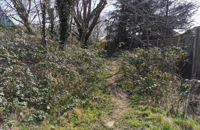 How to Remove Brambles Effectively Leaves of Green